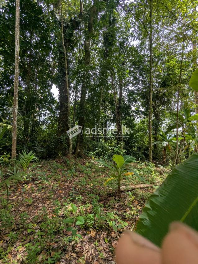 Land for sale Hadigalla Mathugama