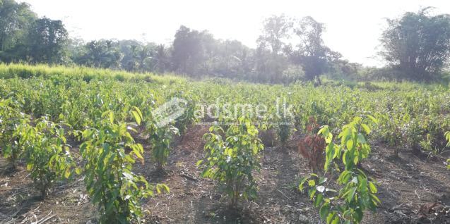 Land for Sale Bandaragama Weediyagoda Town