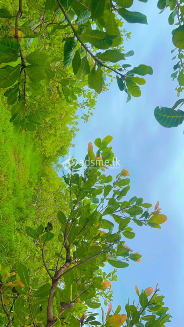 Cashew Land For Sale In Puttalam ( Urgent )