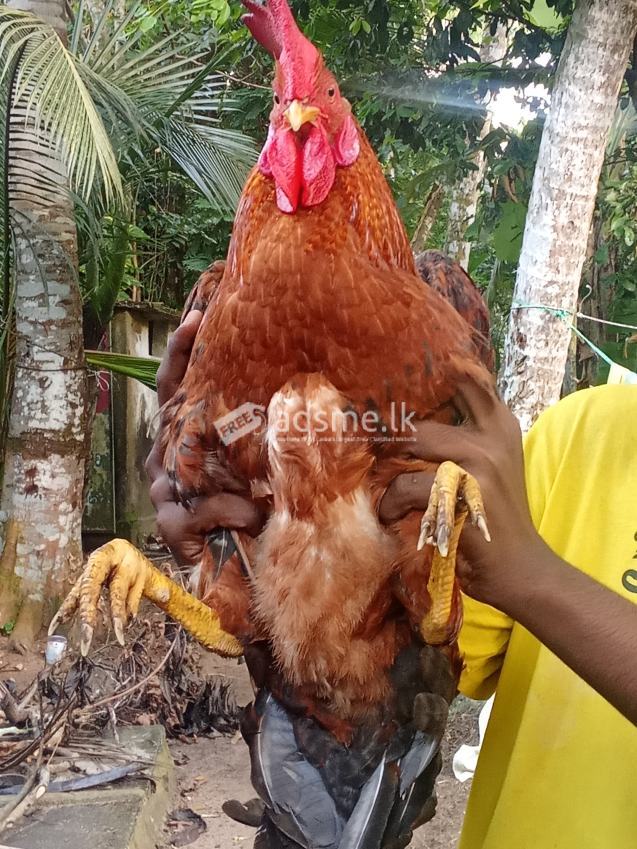 කරදගොල්ල බ්‍රීඩ් එකෙන්