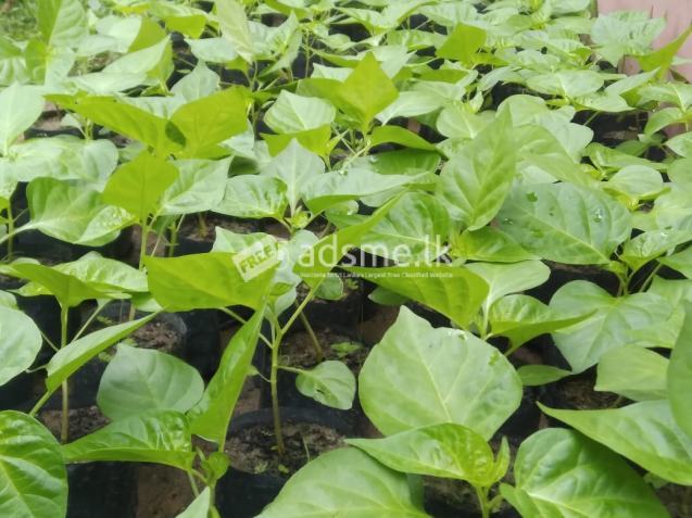 ස්කෝච් බොනට් ඩාක් ග්‍රීන් ජම්බෝ නයි මිරිස් පැළ