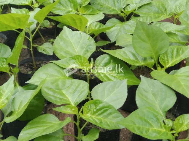 ස්කෝච් බොනට් ඩාක් ග්‍රීන් ජම්බෝ නයි මිරිස් පැළ