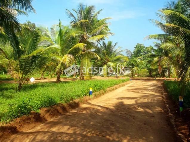 12 residential and commercial plots for immediate sale in Embilipitiya town.