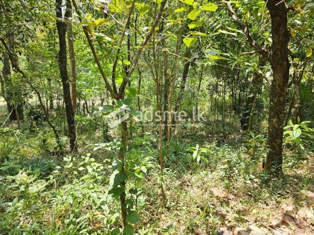 2.5-Acre Scenic Land for Sale – Belihuloya, Balangoda.