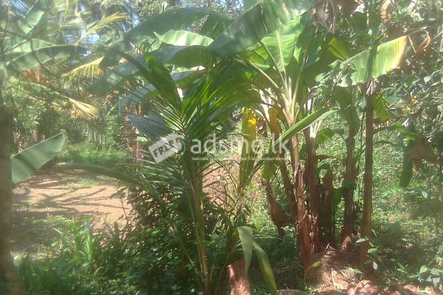 රයිගම්පුරයෙන් අගනා ඉඩමක් විකිණීමට