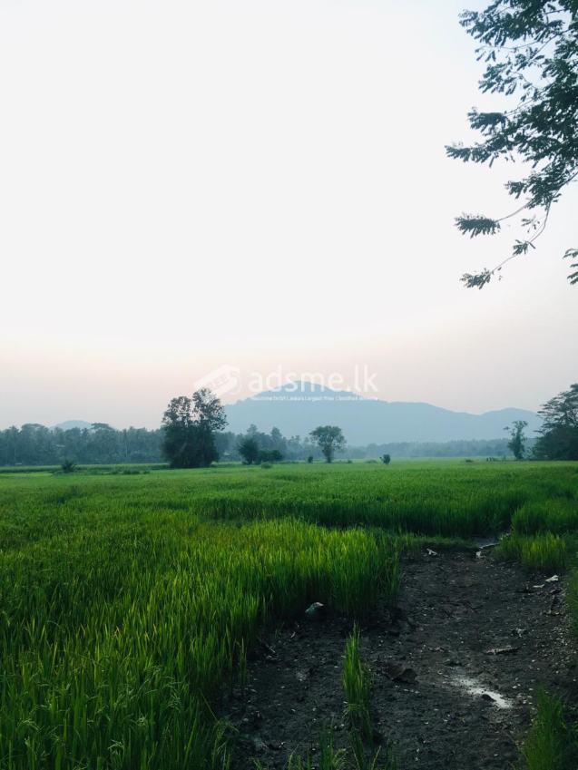 Land For Sale