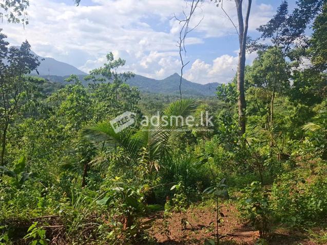 7 Acres Completely Developed Income-Generating Agricultural Property for Sale in Matale