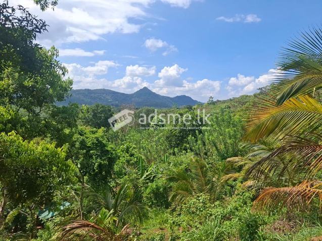 7 Acres Completely Developed Income-Generating Agricultural Property for Sale in Matale