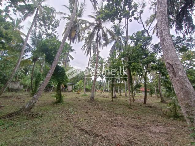 Land for sale in marawilla