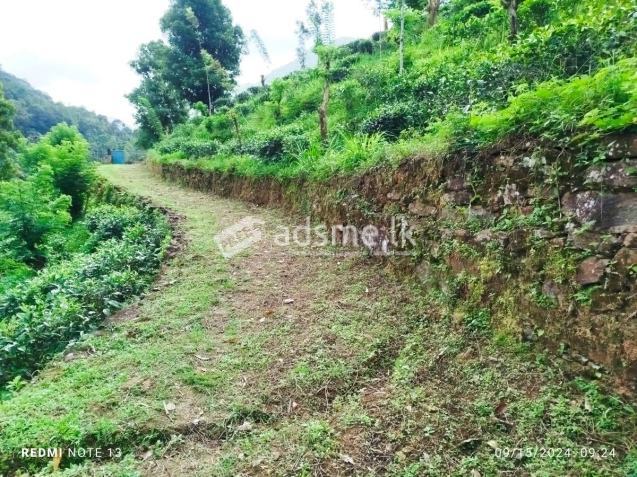 Land for Sale – Dedugala (16.5 Acres)