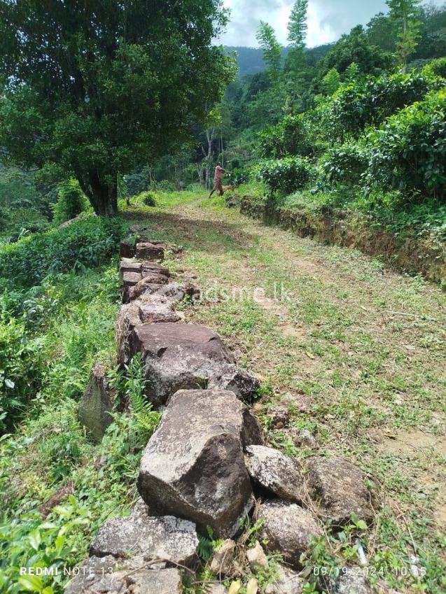 Land for Sale – Dedugala (16.5 Acres)