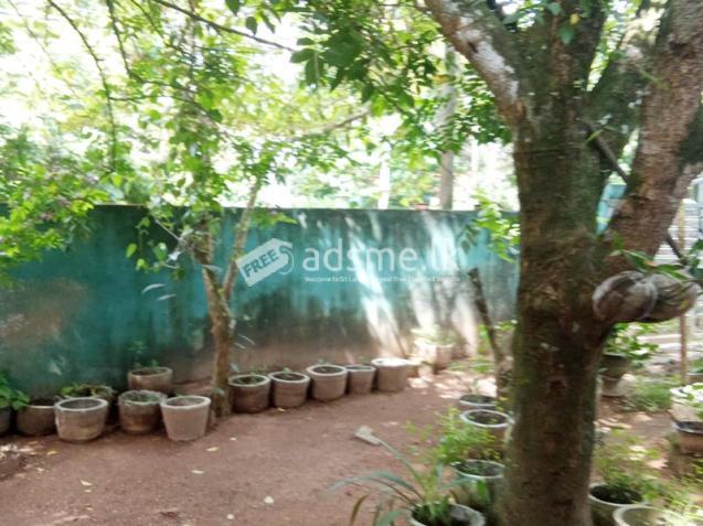 Complete Single Story House for Sale in Gonapala Horana