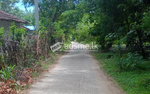 වැල්ලවාය හදපානාගල ගං ඉවුර ආසන්නයේ පර්චස් 60 ඉඩම විකිණීමට ඇත.
