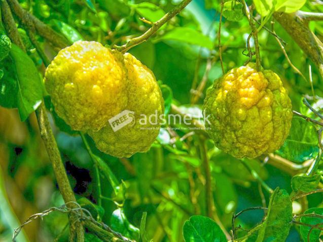 Invest in Sri Lanka’s Premier Agribusiness Badulla – Mahiyangana road.