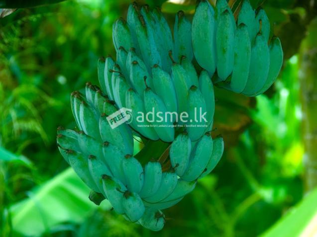 Invest in Sri Lanka’s Premier Agribusiness Badulla – Mahiyangana road.