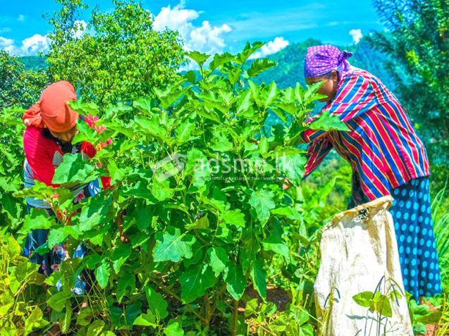 Invest in Sri Lanka’s Premier Agribusiness Badulla – Mahiyangana road.