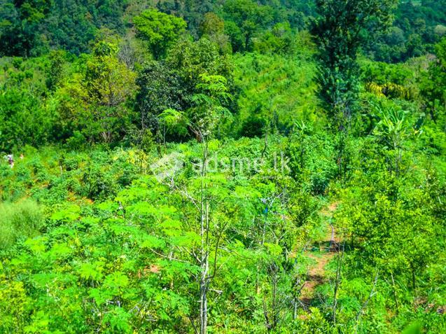 Invest in Sri Lanka’s Premier Agribusiness Badulla – Mahiyangana road.