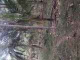Coconut land