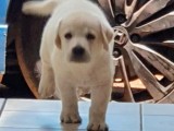 Labrador Dog for Crossing ( Stud )