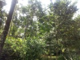 Land for sale  in Ragama, 15 km to Colombo