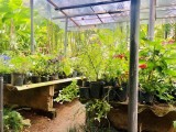 Indoor,Outdoor plants for sale