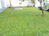 original malaysian mini grass carpets