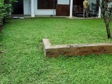 original malaysian mini grass