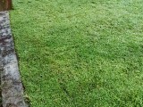 malaysian and Australian grass carpet