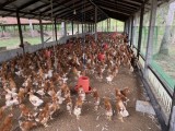 Hens, Hen’s Hut and Land
