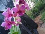Orchid hut of 1000 sq./feet's with 1000 healthy plants