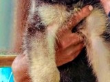 German Sheperd Long Coat Puppy for sale