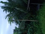 Coconut cultivated land