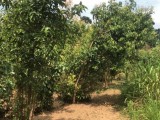 Cinnamon land for sale -Aluthwala