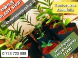 Feng Shui MONEY LUcky PLANTS availbale for sale