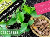 Ginger and Turmeric Plants available for Sale.