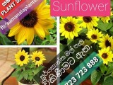 සූර්යකාන්ත මල් Sunflower පැල විකිණීමට ඇත.