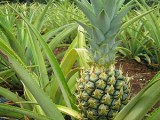 Healthy pineapple plants for sale ☺️☺️