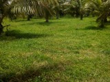 Coconut plantation f sale
