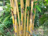 Malaysian Lucky bamboo cluster for sale