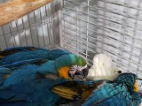 Blue and Gold Macaw Babies