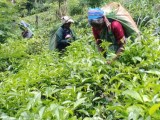 Tea Land for sale in Ulapane, Gampola