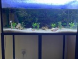 Fish Tank for sale Stand