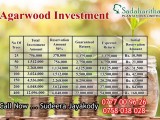 Agarwood Investment වල්ලපට්ටා ආයෝජනය