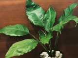 Natural Peace Lily plant