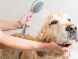 Dog Grooming Hair Cutting Dog Bathing