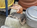 Cute Kittens for kind home (free)