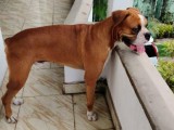 Boxer male dog for Crossing / Stud