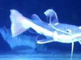 Redtail  Catfish