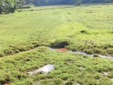 Paddy Land For sale in Kalutara