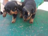 Rottweiller puppies for sale